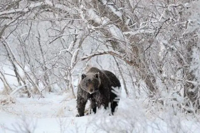 Hungry bears are roaming the outskirts of Petropavlovsk, and wolves have also appeared