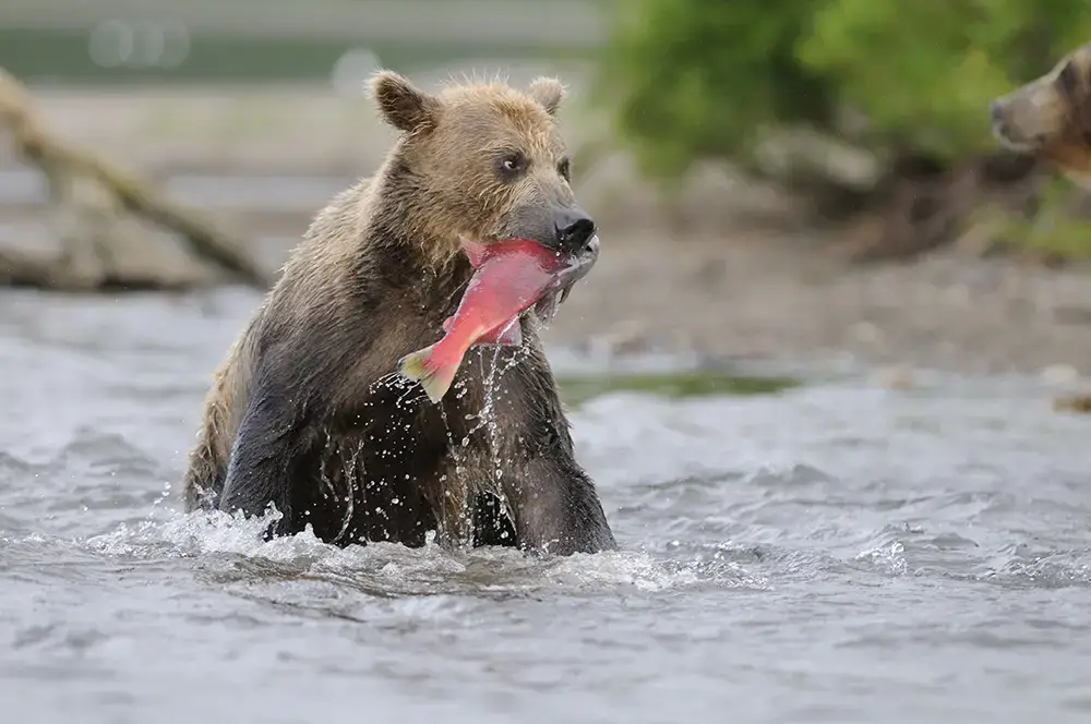 At Kuril Lake in Kamchatka, bears catch sockeye salmon under protection