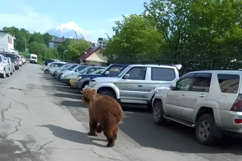 155 dangerous bears shot in Kamchatka