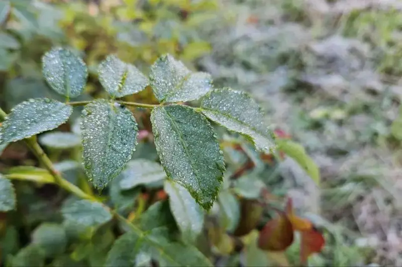 In the north of Kamchatka there are already frosts at night