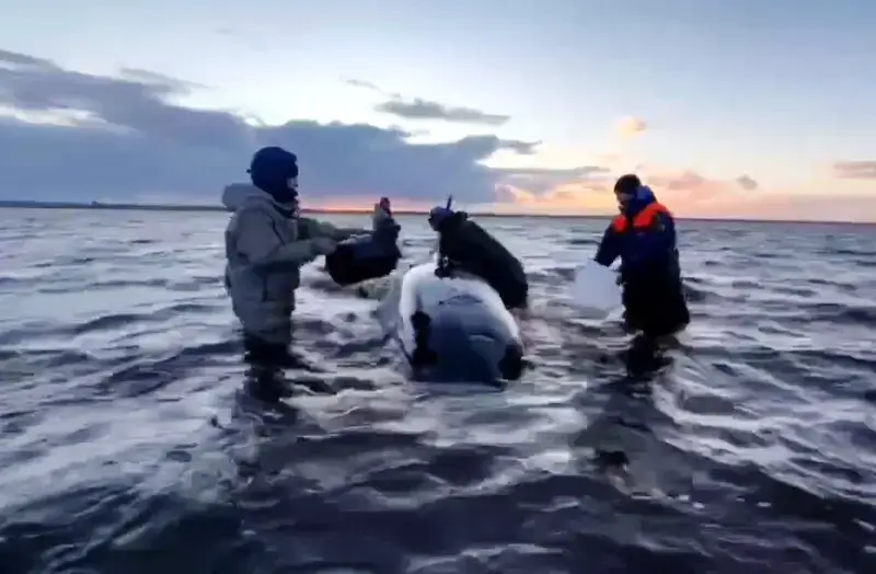 Kamchatka rescuers save killer whales in shallow waters
