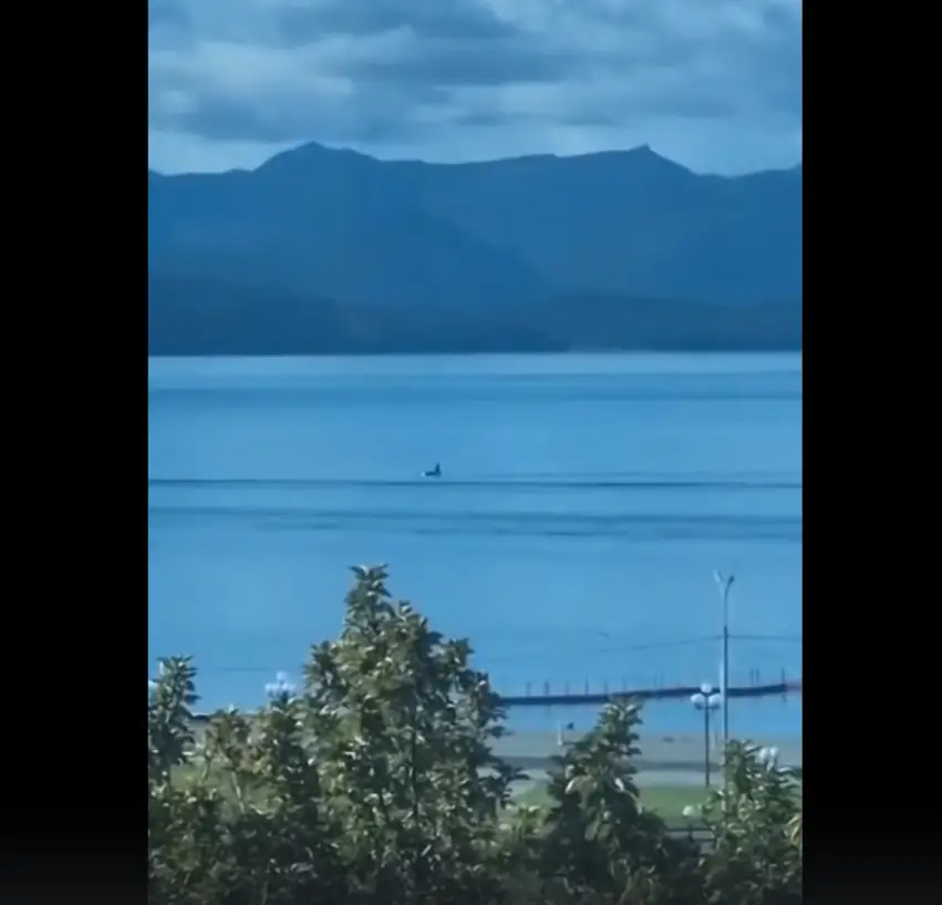 Predators Return to Avacha Bay Waters
