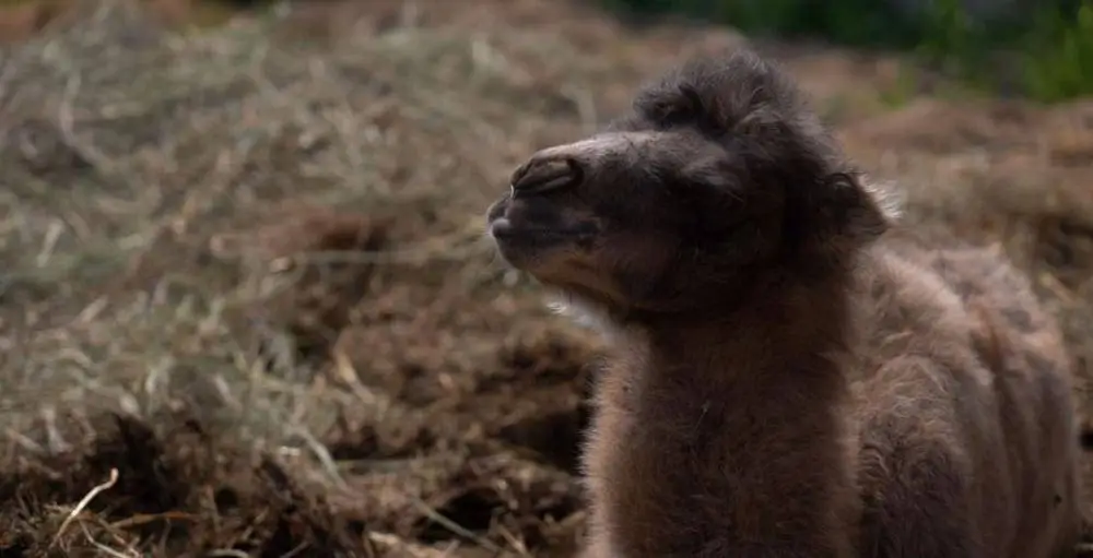 First-Ever Two-Humped Camel Calf Born in Kamchatka