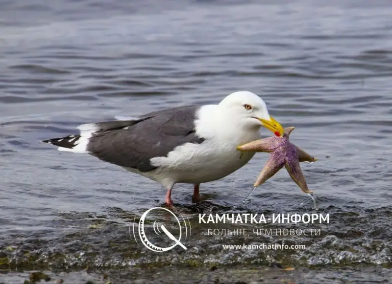 Summer Arrived in Kamchatka Two Weeks Earlier Than Usual