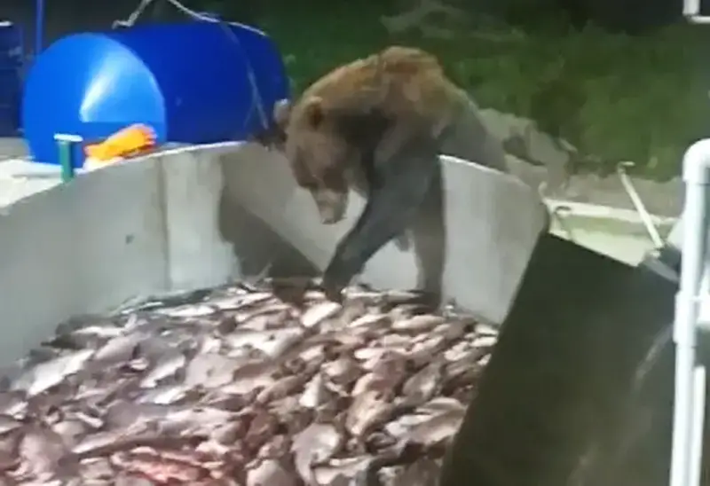 At a Kamchatka fish factory, a well-behaved bear stole a fish from a vat