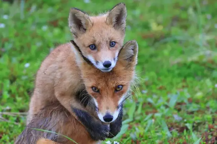 Residents of Kamchatka Invited to Wildlife Film Festival