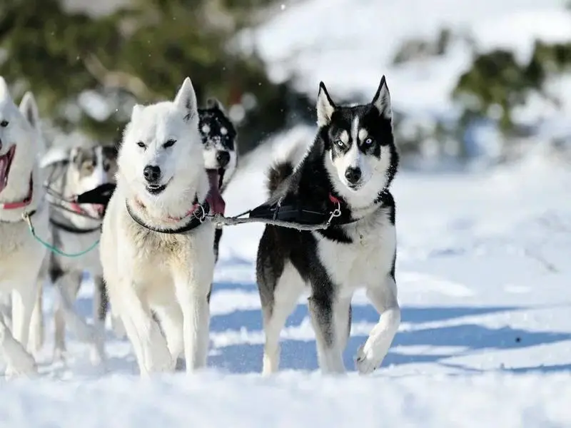 Petropavlovsk Hosts Grand Opening Festival for Legendary "Beringia" Dogsled Race!