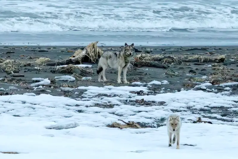 A wolf pack was spotted patrolling the shore of Olga Bay in the Kronotsky Nature Reserve on Kamchatka
