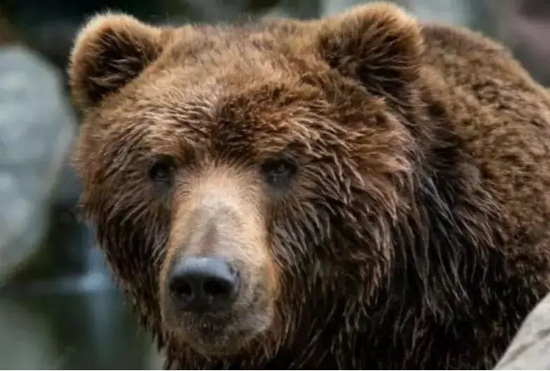 A bear is wandering around Petropavlovsk-Kamchatsky