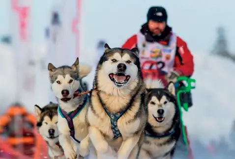 The start of the dog sled race "Beringia. Avacha" will take place on March 9