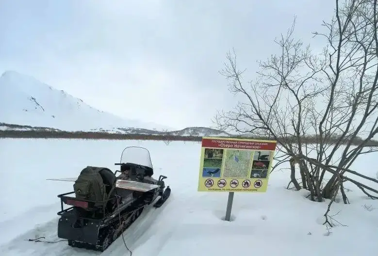Four bears lie in wait for tourists near Kamchatka's Nachikinskoye Lake