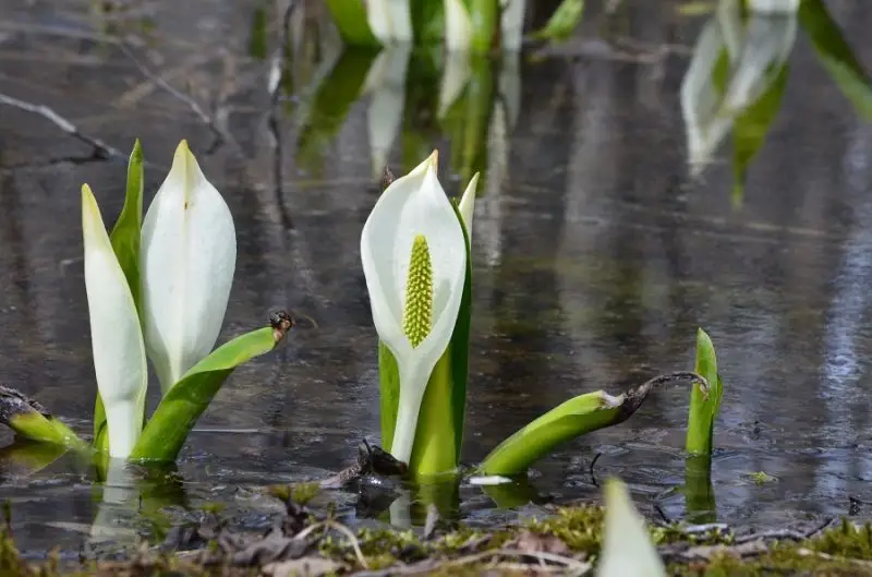 Lysichiton flowers are in bloom in Kamchatka