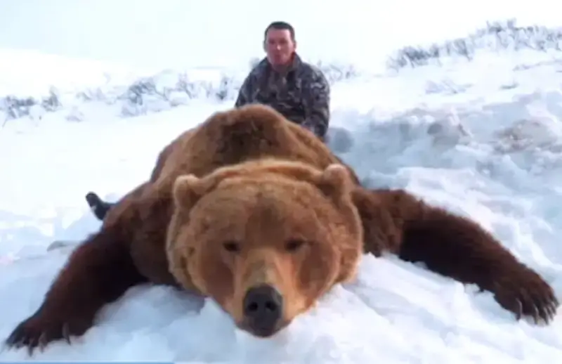 In Kamchatka, visiting professional hunters encountered a cannibal bear. The animal was behaving aggressively and was shot dead