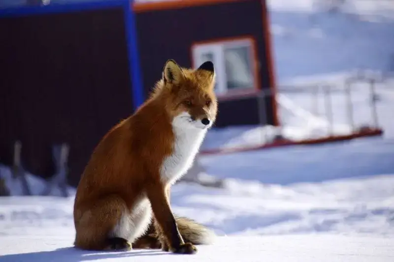 Foxy Wedding Fights on the Avachinsky Pass: The Secret Life of Kamchatka's Red Hunters
