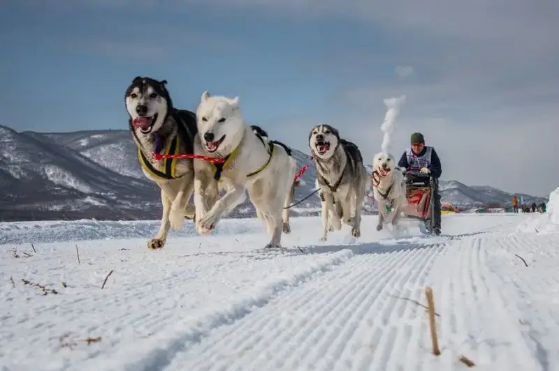 More than 20 mushers from seven regions of Russia will take part in the “Beringia