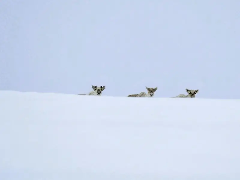 Due to deep snow, red-listed reindeer may become trapped in the mountains of Kamchatka