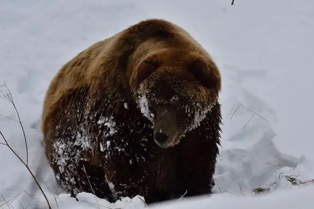 In Kamchatka, the surviving bears will be counted in the spring after a year of scarcity