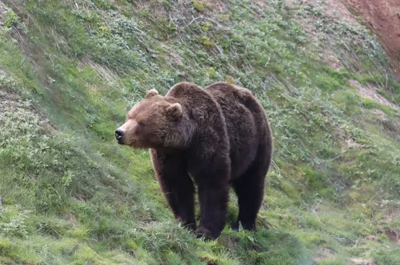 A "quiet period" starts in Kamchatka's Valley of Geysers for a month