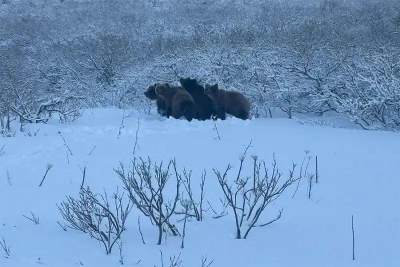 Bears in Kronotsky Reserve Are in No Hurry to Their Dens