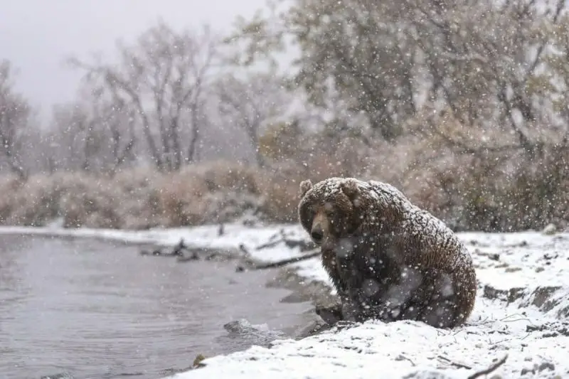 Kamchatka residents alerted to potential bear encounters