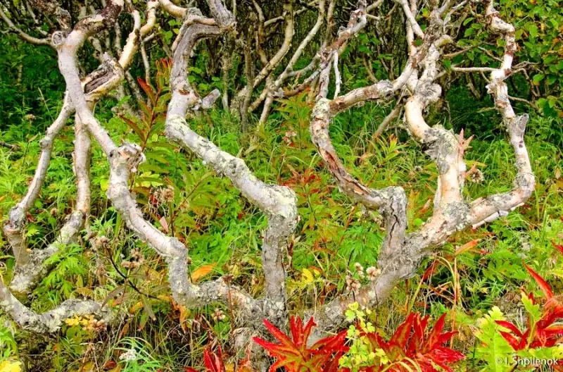 The "Drunken Forest" on Kamchatka Creates a Unique Landscape