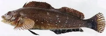 Бурый терпуг (Hexagrammos octogrammus, англ. - Alaska greenling, Masked greenling)