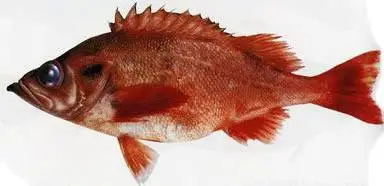 Тихоокеанский морской окунь (Sebastes alutus, англ. - Rockfish, Pacific ocean perch)