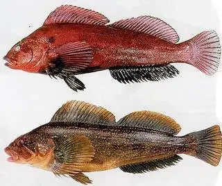 Терпуг зайцеголовый, или красный (Hexagrammoslagocephalus, англ. – Rock greenling)