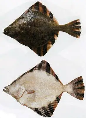 Камбала звездчатая (Plftichtys stellatus, англ. - Starry flounder)