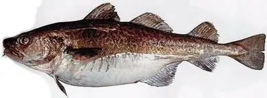 Тихоокеанская треска (Cadusmacrocephalus, англ - Pacifikcod, Creycod)
