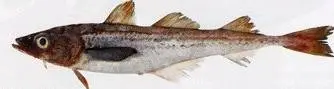 Тихоокеанский минтай (Theragr achalcogramma, англ. - Walleyepollock, Alaska рollock)