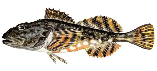 Керчаки (морские рычки), или Рогатковые – Cottidae Керчаки (морские рычки), или Рогатковые – Cottidae