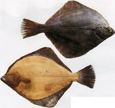 Камбала желтобрюхая (Pleuronectes quadrituberculatus, англ. - Alaska plaice)