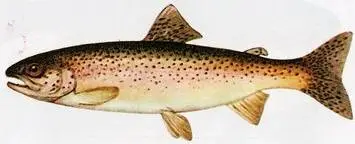 Род Salmo - Тихоокеанские благородные лососи