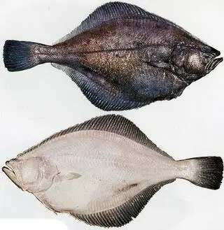 Камбала палтусовидная (Hippoglossoidesrobustus, англ. - Flatheadsole)