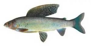 Камчатский хариус (Thumallus arcticus mertensii, англ. - Kamchatka grayling)