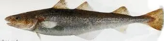 Навага дальневосточная (Eleginus gracilis, англ. - Saffon cod, Wacha cod)