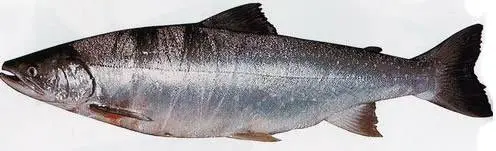Северная мальма (тихоокеанский голец) (Salvelinus malma, англ. Arctic char, Dolly Varden char)