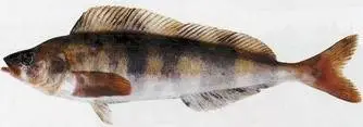 Терпуг северный одноперый (Pleurogrammus monopterygius, Atka mackerel)