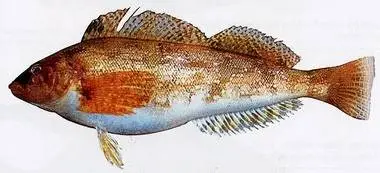 Пятнистый терпуг (Hexagrammosstelleri, англ. - Whitespottedgreenling, Commongreenling)