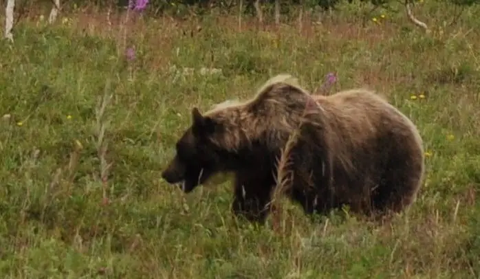 The Brown Bear