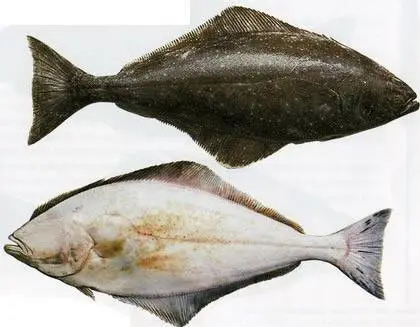 Палтус белокорый тихоокеанский (Hippoglossus stenolepis, Pacific halibut)