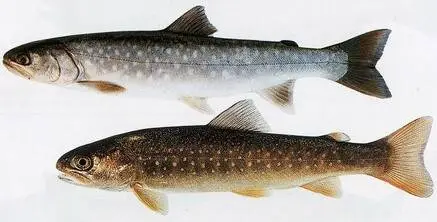 Кунджа (Salvelinus leucomaenis, англ. – Siberian char, Sachalin char, Whitespotted char, Kundzha)