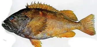Голубой окунь (Sebastes glaucus, англ. - Gray rockfish, Blue rockfish)