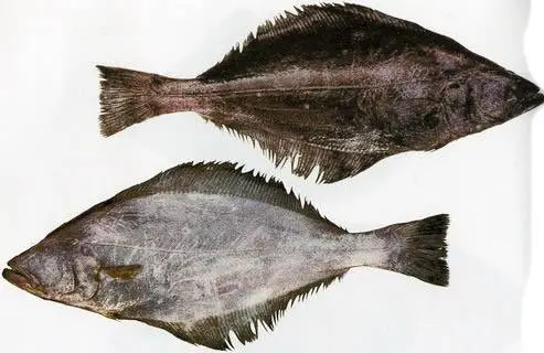 Палтус черный, или синекорый (Reinbardtius hippglossoides matsuurae, Pacific black halibut)