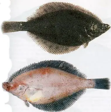 Камбалахоботная (Myzopsetta proboscidea, англ. - Snout sole, Longhead dab)