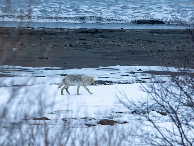 A wolf pack was spotted patrolling the shore of Olga Bay in the Kronotsky Nature Reserve on Kamchatka