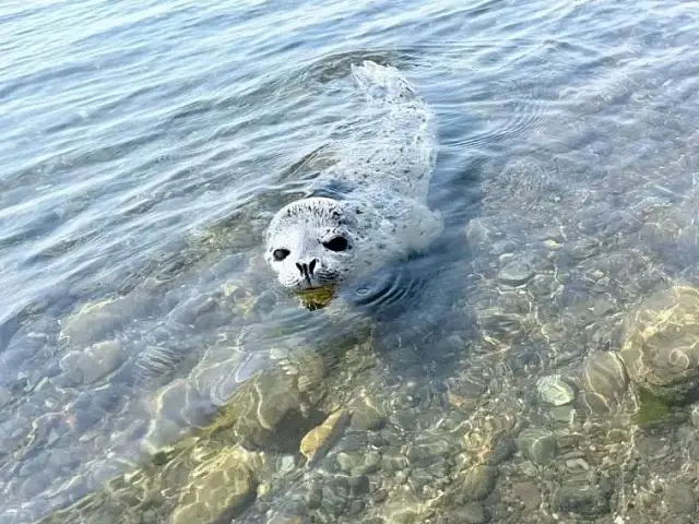 In northern Kamchatka, villagers rescue a 'lost' baby seal