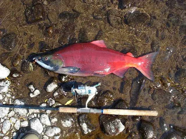 Kamchatka: fisherman’s paradise