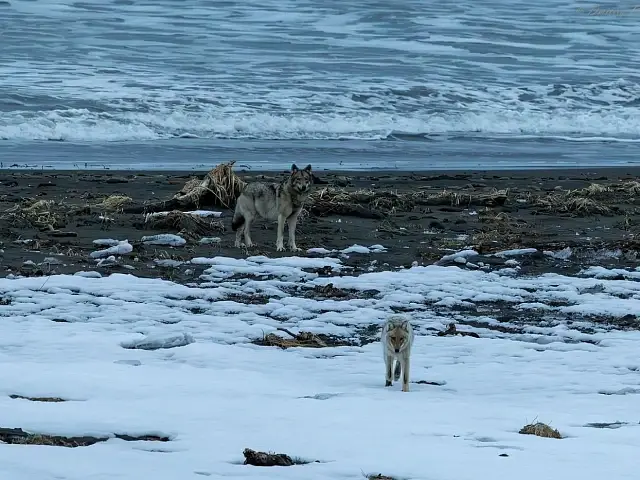 A wolf pack was spotted patrolling the shore of Olga Bay in the Kronotsky Nature Reserve on Kamchatka